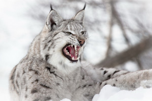 足球的魅力，2026世界杯冷门球队的故事最动人！